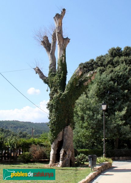 Riudarenes - Lledoner de l´Esparra (Foto: Albert Esteves, 2011) Riudarenes - Lledoner de l´Esparra