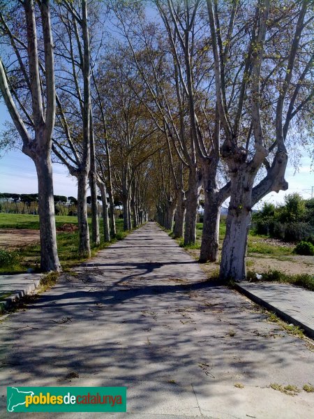 Santa Perpètua de Mogoda - Plataners del camí de la Granja Soldevila (Foto: Juan Díaz, 2013) Santa Perpètua de Mogoda - Plataners del camí de la Granja Soldevila