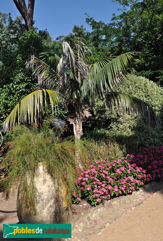 Palafrugell - Cap Roig, jardins (Foto: <i>Alberto González Rovira</i>, 2018) Palafrugell - Cap Roig, jardins