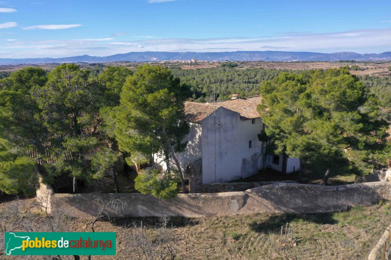 Salomó - La Polla-rossa (Foto: Francesc Vidal-Barraquer, 2021) Salomó - La Polla-rossa