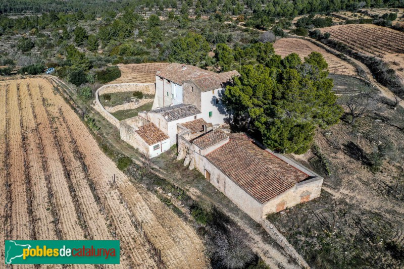 Salomó - La Polla-rossa (Foto: Francesc Vidal-Barraquer, 2021) Salomó - La Polla-rossa