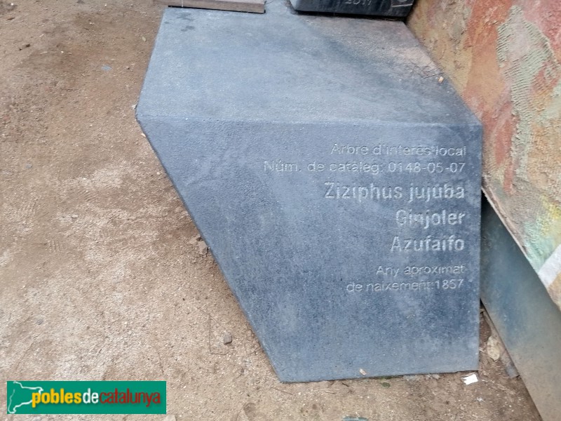 Barcelona - Pati del ginjoler