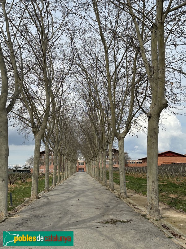 Sant Cugat Sesgarrigues - Caves René Barbier