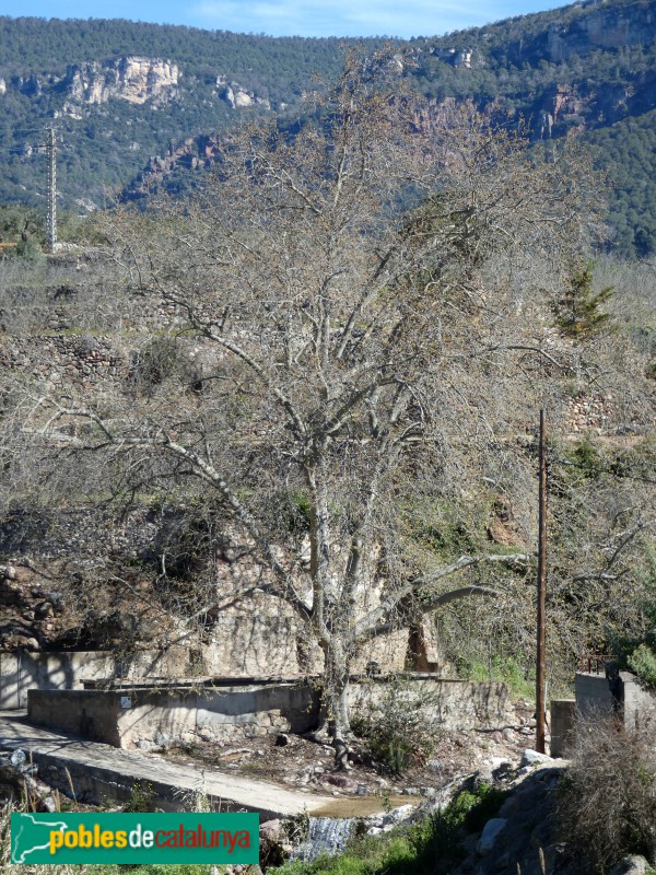 Vilaplana - Molí del Savall (Foto: Albert Esteves, 2025) Vilaplana - Molí del Savall